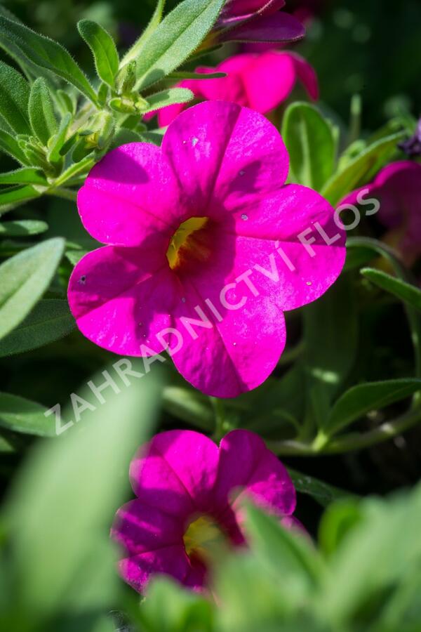 Minipetúnie, Million Bells 'Callie Rose with Eye' - Calibrachoa hybrida 'Callie Rose with Eye'