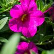 Minipetúnie, Million Bells 'Callie Rose with Eye' - Calibrachoa hybrida 'Callie Rose with Eye'