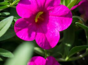Minipetúnie, Million Bells 'Callie Rose with Eye' - Calibrachoa hybrida 'Callie Rose with Eye'