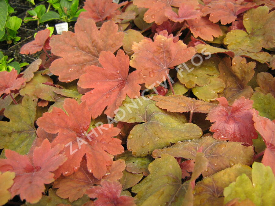 Dlužela 'Sweet Tea' - Heucherella hybrida 'Sweet Tea'