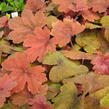 Dlužela 'Sweet Tea' - Heucherella hybrida 'Sweet Tea'