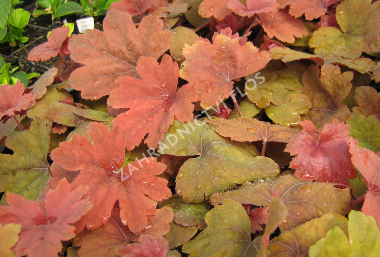 Dlužela 'Sweet Tea' - Heucherella hybrida 'Sweet Tea'