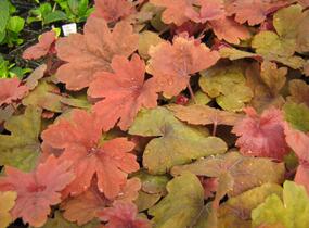 Dlužela 'Sweet Tea' - Heucherella hybrida 'Sweet Tea'