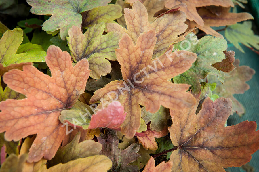 Dlužela 'Sweet Tea' - Heucherella hybrida 'Sweet Tea'