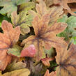 Dlužela 'Sweet Tea' - Heucherella hybrida 'Sweet Tea'