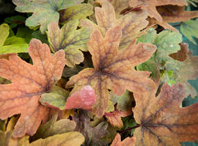 Dlužela 'Sweet Tea' - Heucherella hybrida 'Sweet Tea'