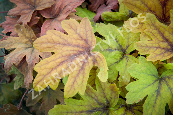 Dlužela 'Sweet Tea' - Heucherella hybrida 'Sweet Tea'