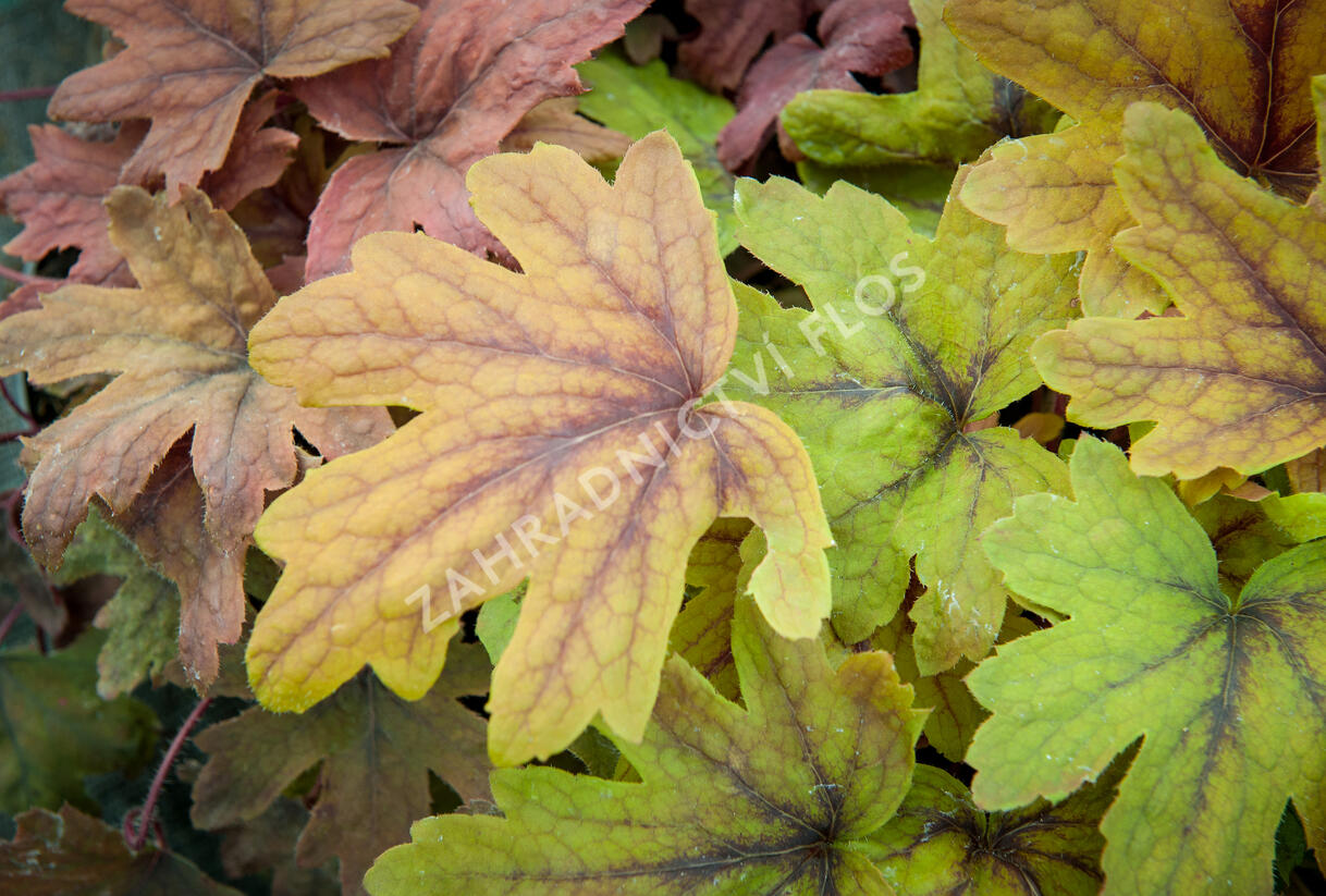 Dlužela 'Sweet Tea' - Heucherella hybrida 'Sweet Tea'