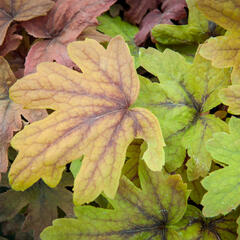 Dlužela 'Sweet Tea' - Heucherella hybrida 'Sweet Tea'