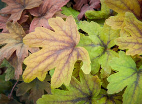 Dlužela 'Sweet Tea' - Heucherella hybrida 'Sweet Tea'