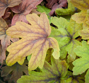 Dlužela 'Sweet Tea' - Heucherella hybrida 'Sweet Tea'