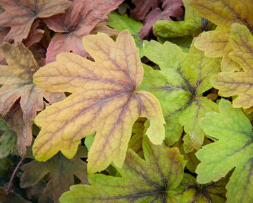 Dlužela 'Sweet Tea'
