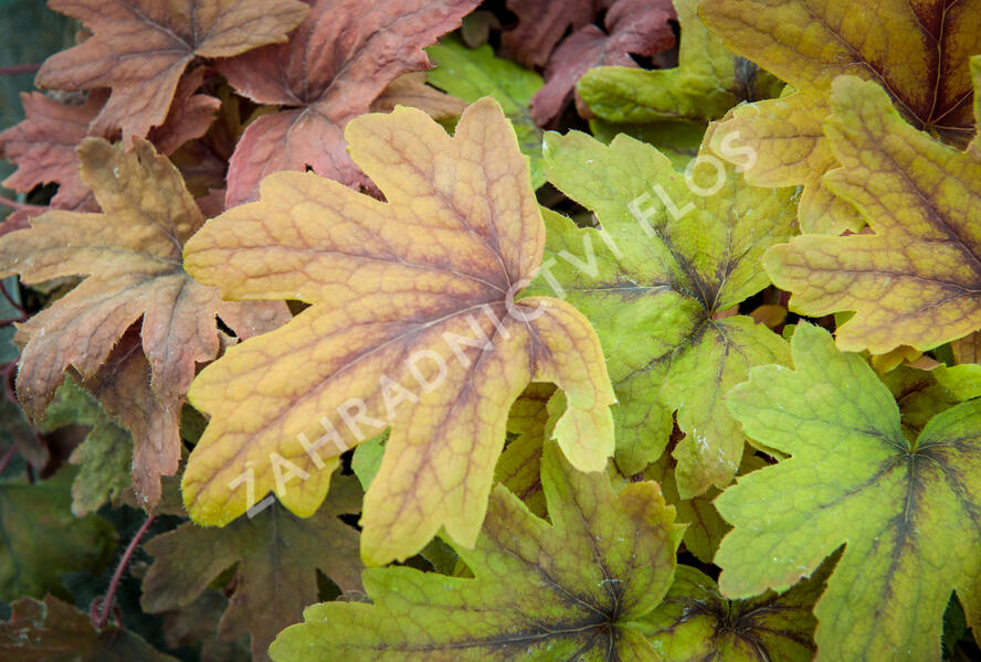 Dlužela 'Sweet Tea' - Heucherella hybrida 'Sweet Tea'