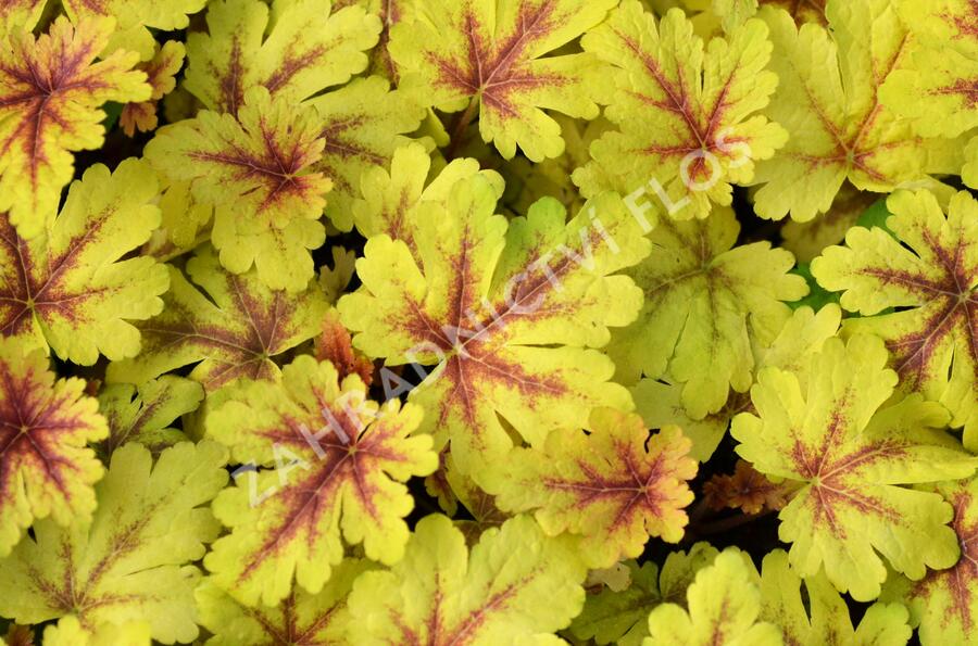 Dlužela 'Gold Zebra' - Heucherella hybrida 'Gold Zebra'