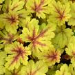 Dlužela 'Gold Zebra' - Heucherella hybrida 'Gold Zebra'