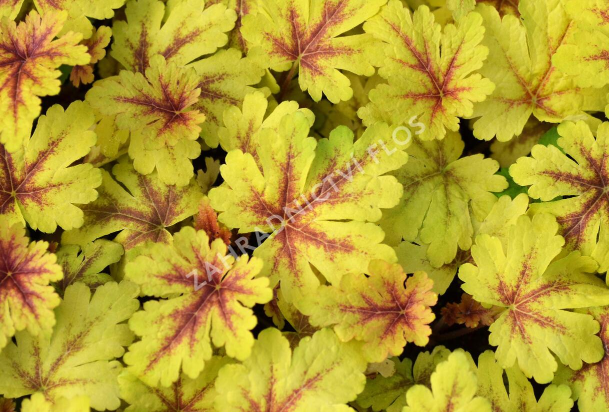 Dlužela 'Gold Zebra' - Heucherella hybrida 'Gold Zebra'