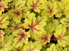 Dlužela 'Gold Zebra' - Heucherella hybrida 'Gold Zebra'