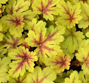 Dlužela 'Gold Zebra' - Heucherella hybrida 'Gold Zebra'