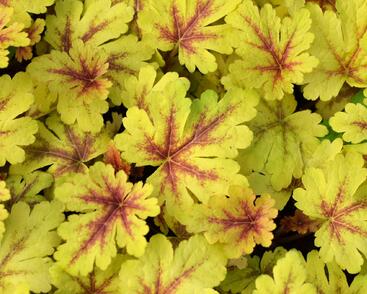 Dlužela 'Gold Zebra'