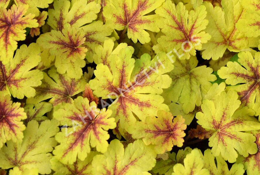 Dlužela 'Gold Zebra' - Heucherella hybrida 'Gold Zebra'