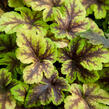 Dlužela 'Gold Zebra' - Heucherella hybrida 'Gold Zebra'