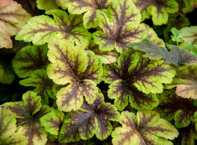 Dlužela 'Gold Zebra' - Heucherella hybrida 'Gold Zebra'