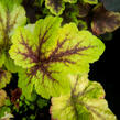 Dlužela 'Gold Zebra' - Heucherella hybrida 'Gold Zebra'