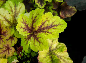 Dlužela 'Gold Zebra' - Heucherella hybrida 'Gold Zebra'
