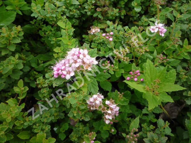 Tavolník japonský 'Little Princess' - Spiraea japonica 'Little Princess'