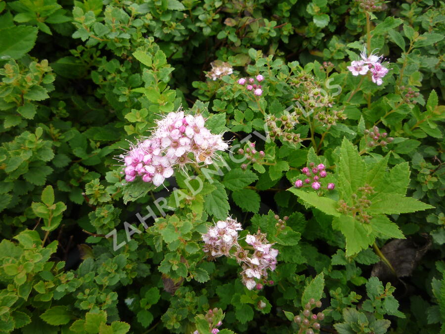 Tavolník japonský 'Little Princess' - Spiraea japonica 'Little Princess'