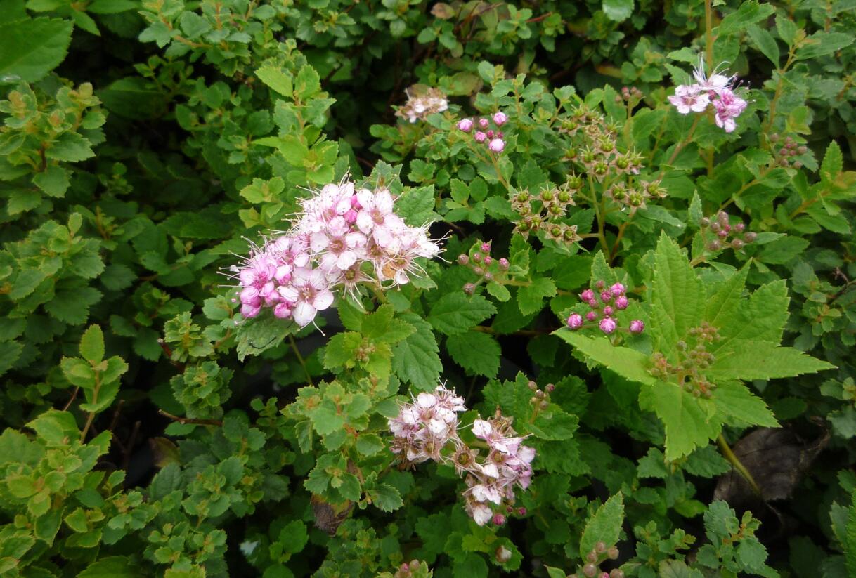Tavolník japonský 'Little Princess' - Spiraea japonica 'Little Princess'