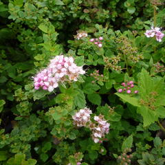 Tavolník japonský 'Little Princess' - Spiraea japonica 'Little Princess'
