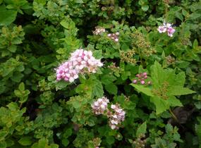 Tavolník japonský 'Little Princess' - Spiraea japonica 'Little Princess'