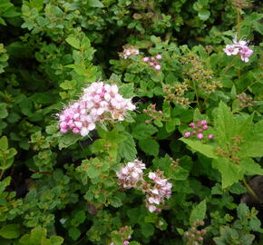 Tavolník japonský 'Little Princess' - Spiraea japonica 'Little Princess'