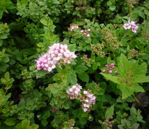 Tavolník japonský 'Little Princess' - Spiraea japonica 'Little Princess'