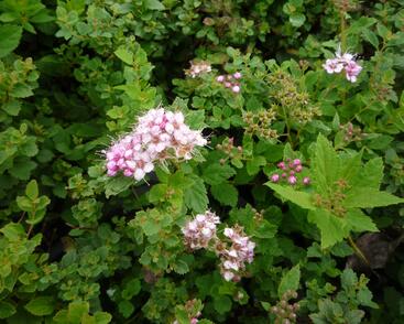 Tavolník japonský 'Little Princess'