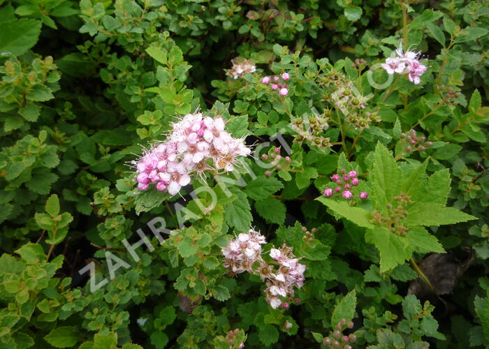 Tavolník japonský 'Little Princess' - Spiraea japonica 'Little Princess'