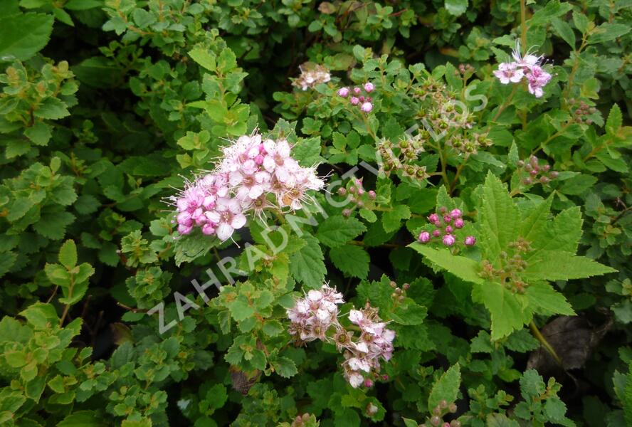 Tavolník japonský 'Little Princess' - Spiraea japonica 'Little Princess'