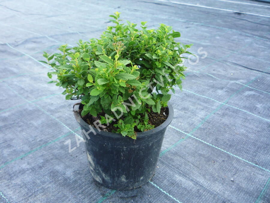 Tavolník japonský 'Little Princess' - Spiraea japonica 'Little Princess'