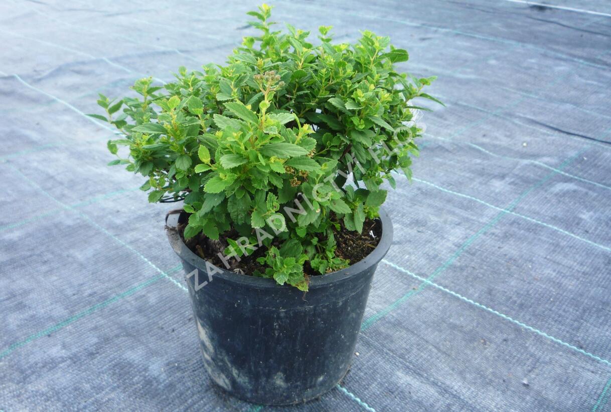 Tavolník japonský 'Little Princess' - Spiraea japonica 'Little Princess'