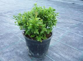 Tavolník japonský 'Little Princess' - Spiraea japonica 'Little Princess'