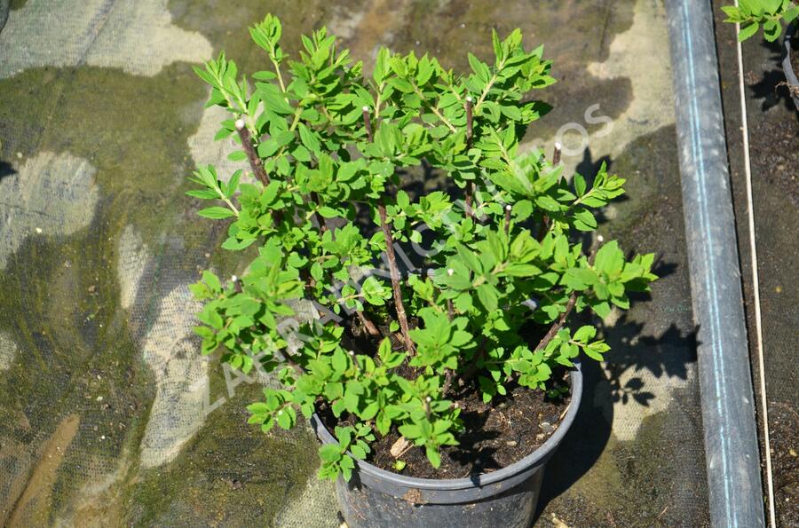 Tavolník japonský 'Little Princess' - Spiraea japonica 'Little Princess'