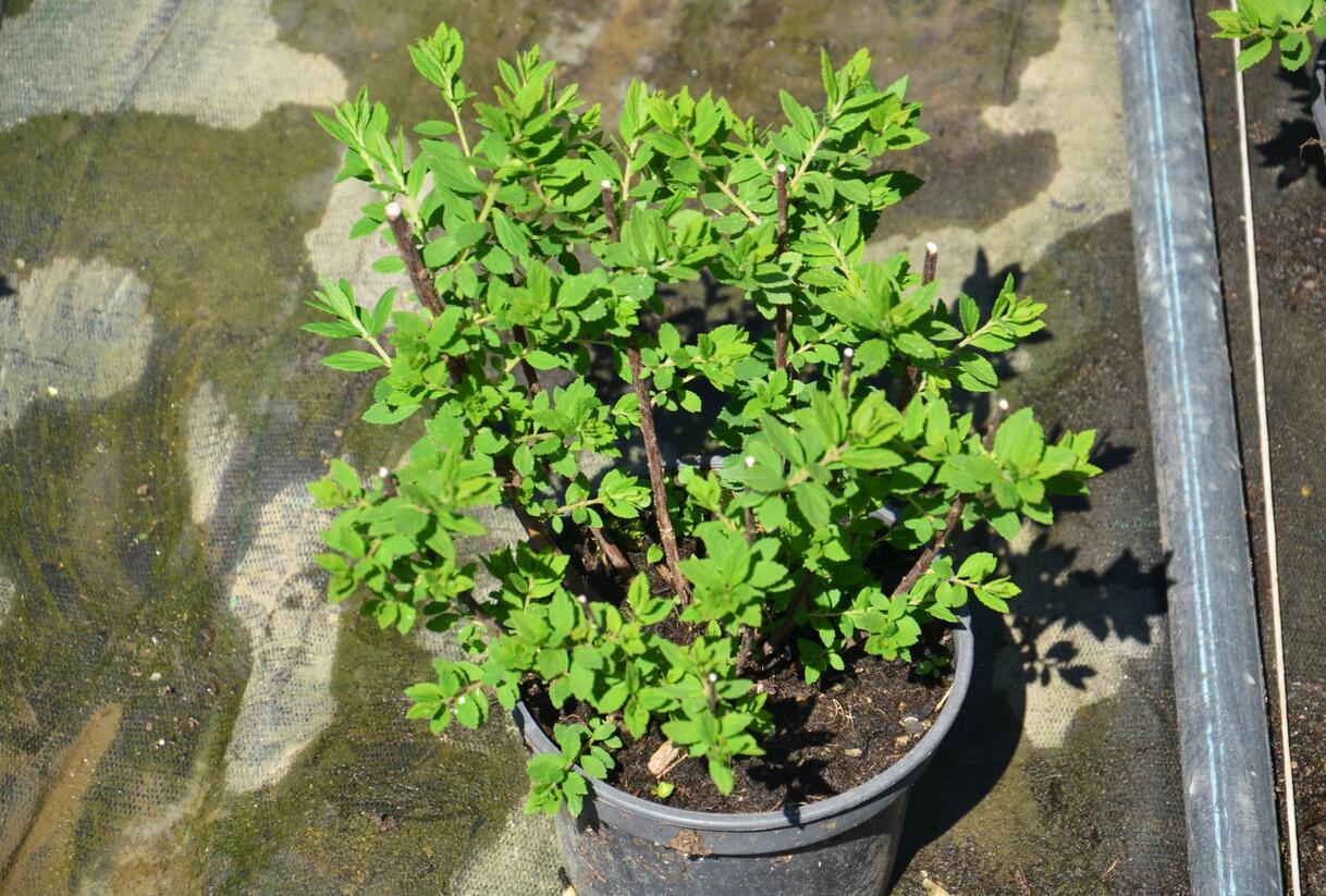 Tavolník japonský 'Little Princess' - Spiraea japonica 'Little Princess'