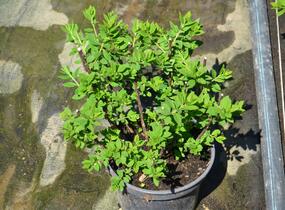 Tavolník japonský 'Little Princess' - Spiraea japonica 'Little Princess'