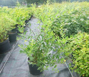 Tavolník popelavý 'Grefsheim' - Spiraea cinerea 'Grefsheim'