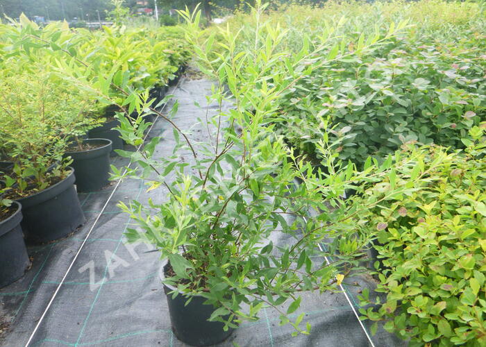 Tavolník popelavý 'Grefsheim' - Spiraea cinerea 'Grefsheim'