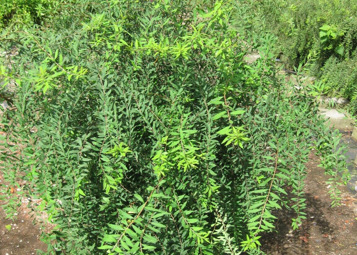 Tavolník popelavý 'Grefsheim' - Spiraea cinerea 'Grefsheim'