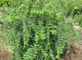 Tavolník popelavý 'Grefsheim' - Spiraea cinerea 'Grefsheim'