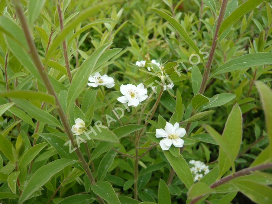 Tavolník popelavý 'Grefsheim' - Spiraea cinerea 'Grefsheim'