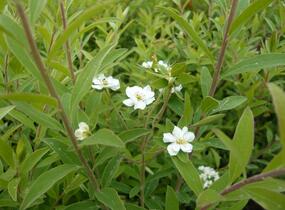 Tavolník popelavý 'Grefsheim' - Spiraea cinerea 'Grefsheim'